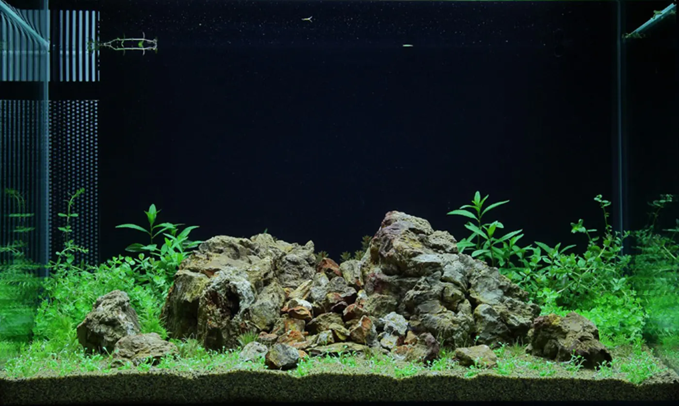 造景 51造景图片 2