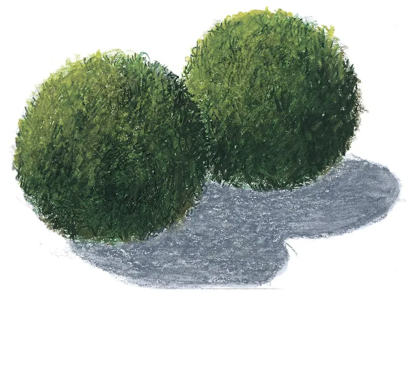 海藻球