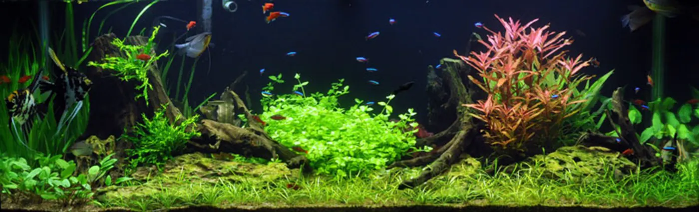 造景 18造景图片 3