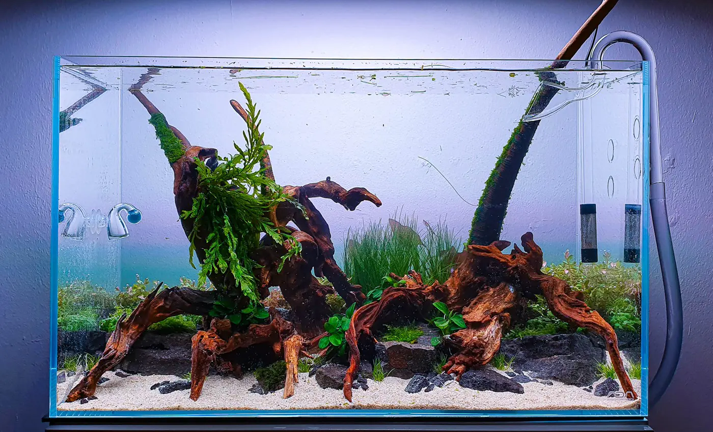 造景 125：Tropica 海滩