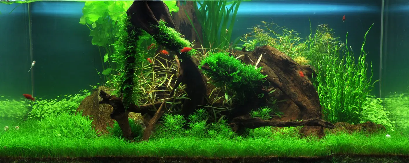 造景 38