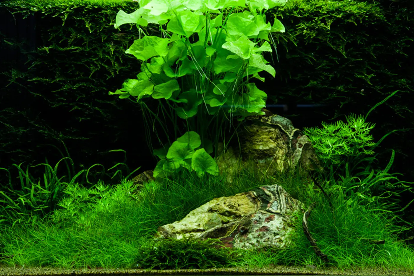 造景 74