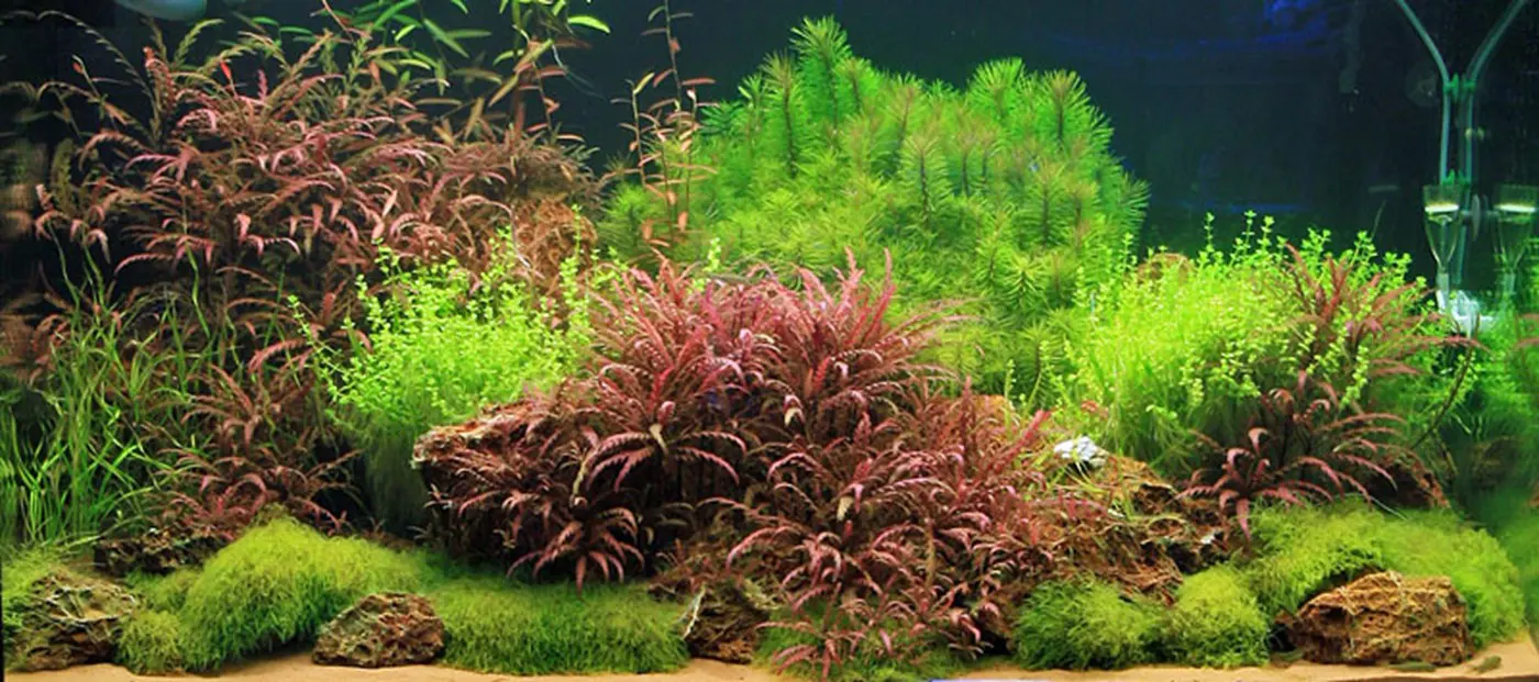 造景 23造景图片 6