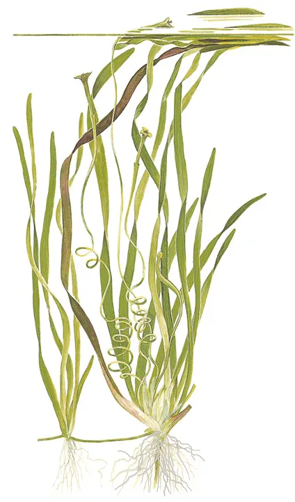 小水兰
