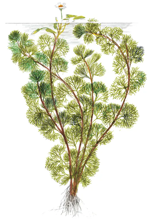 黄花穗莼