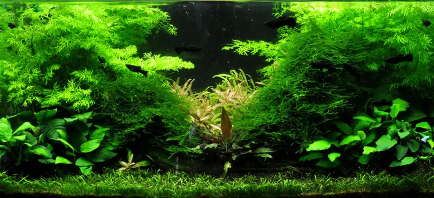造景 2造景图片 6
