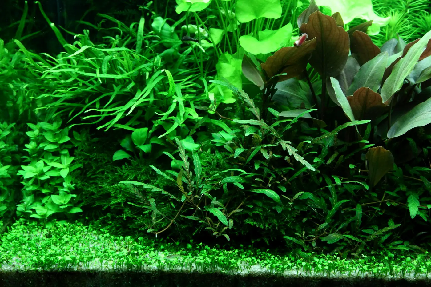 造景 98造景图片 9