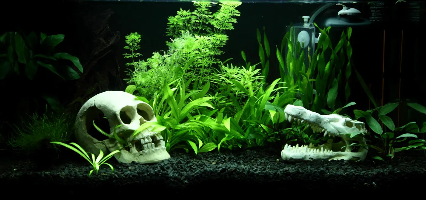 造景 90造景图片 5