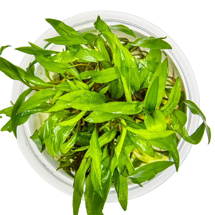 绿温蒂椒草细节图 2