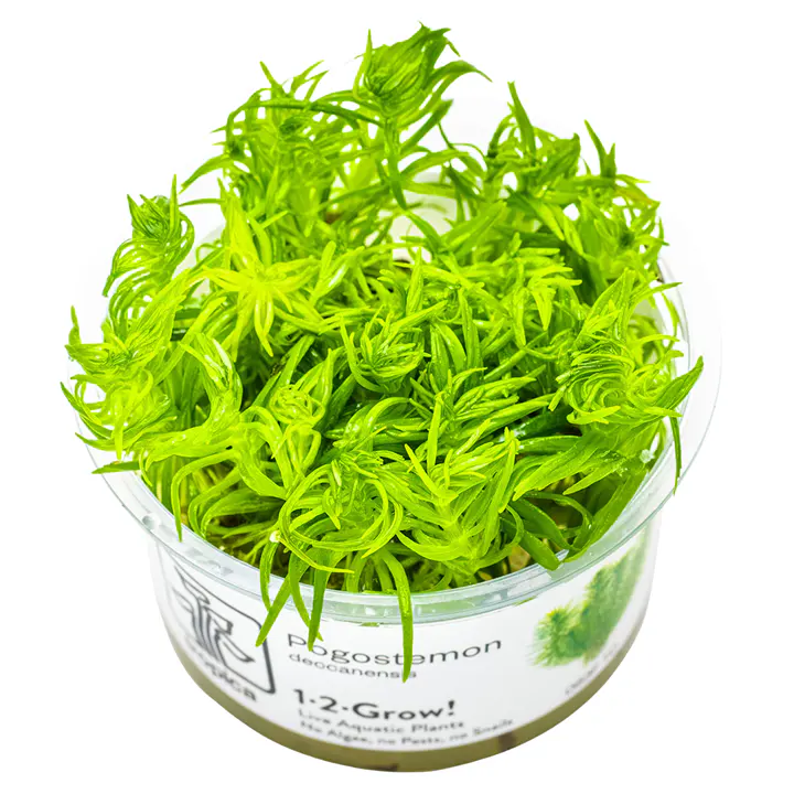 德干刺蕊草细节图 1