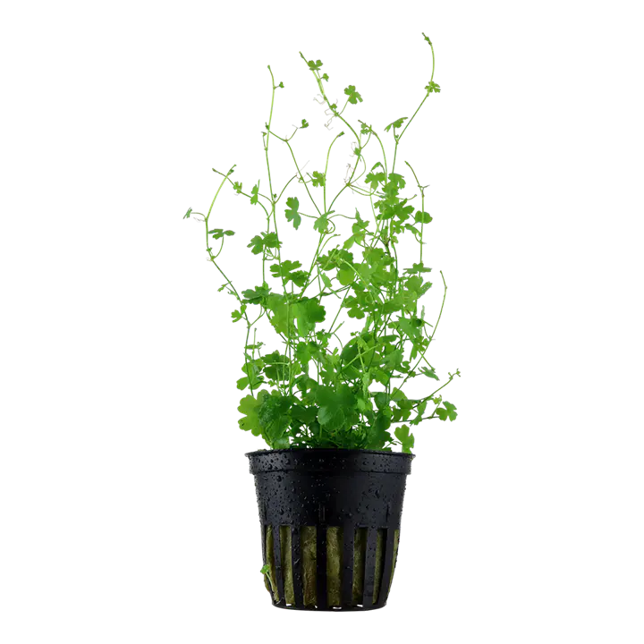 三裂天胡荽细节图 1