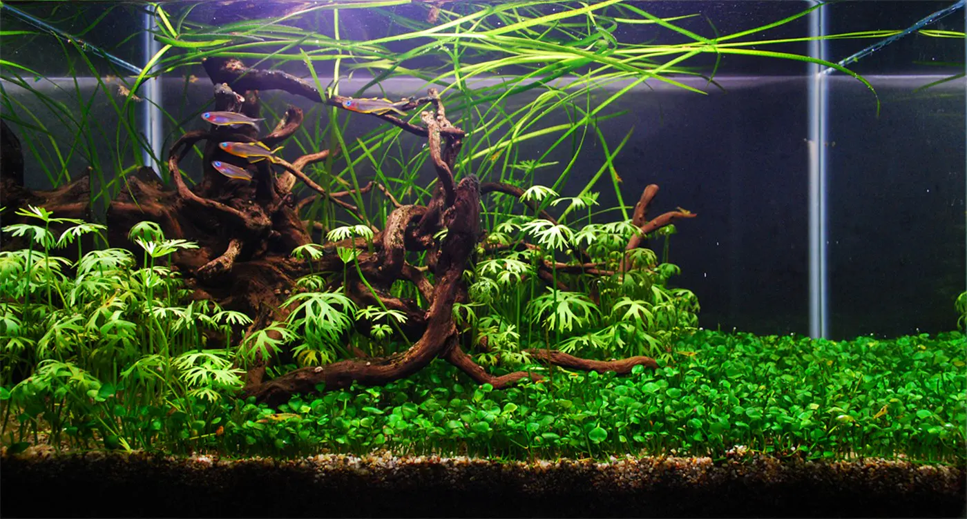 造景 103