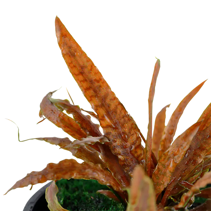 棕色阿尔比达椒草细节图 2