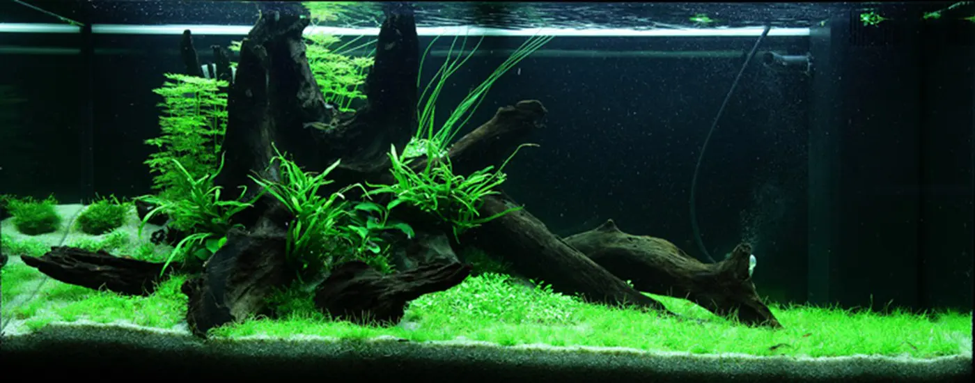 造景 81造景图片 3