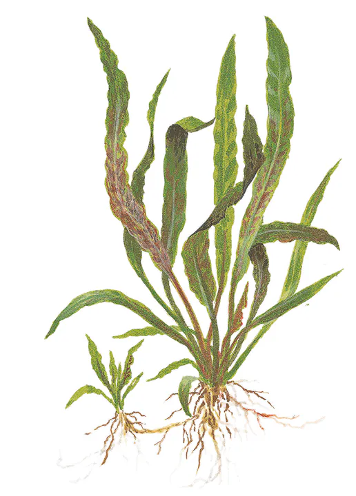 棕色阿尔比达椒草