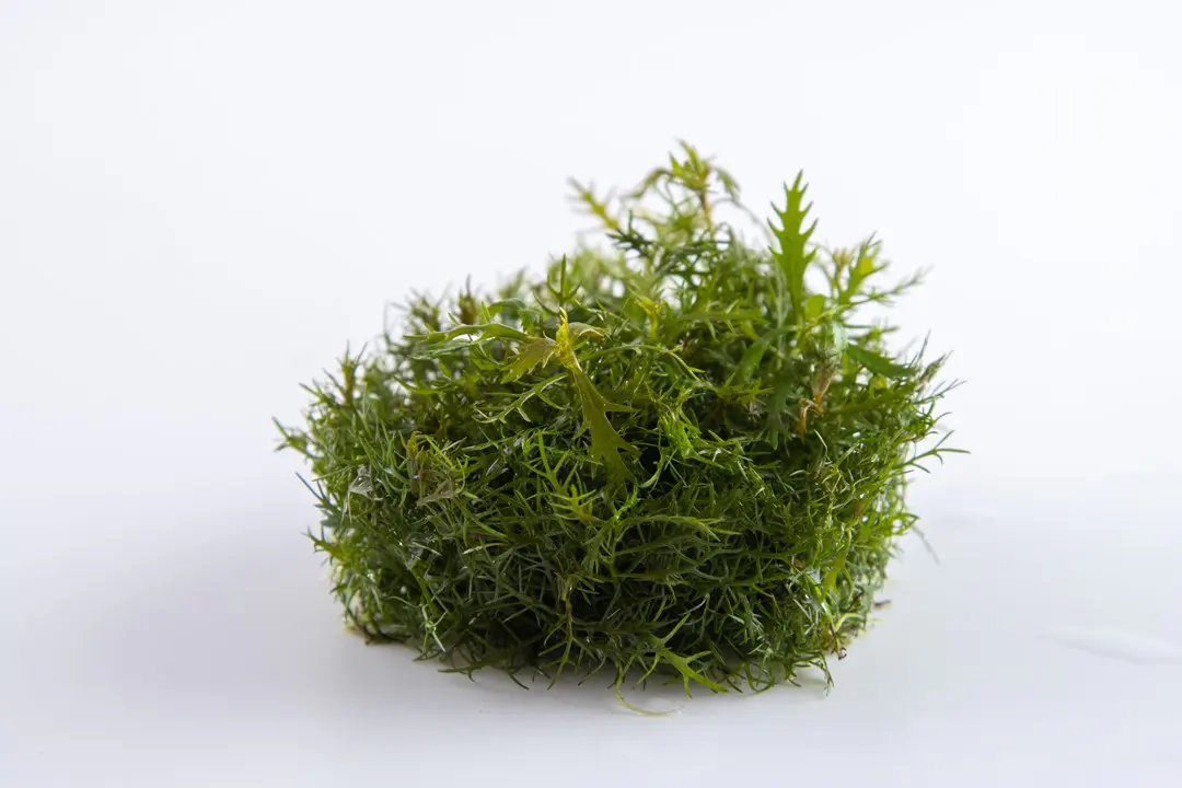 古巴锯齿草细节图 4