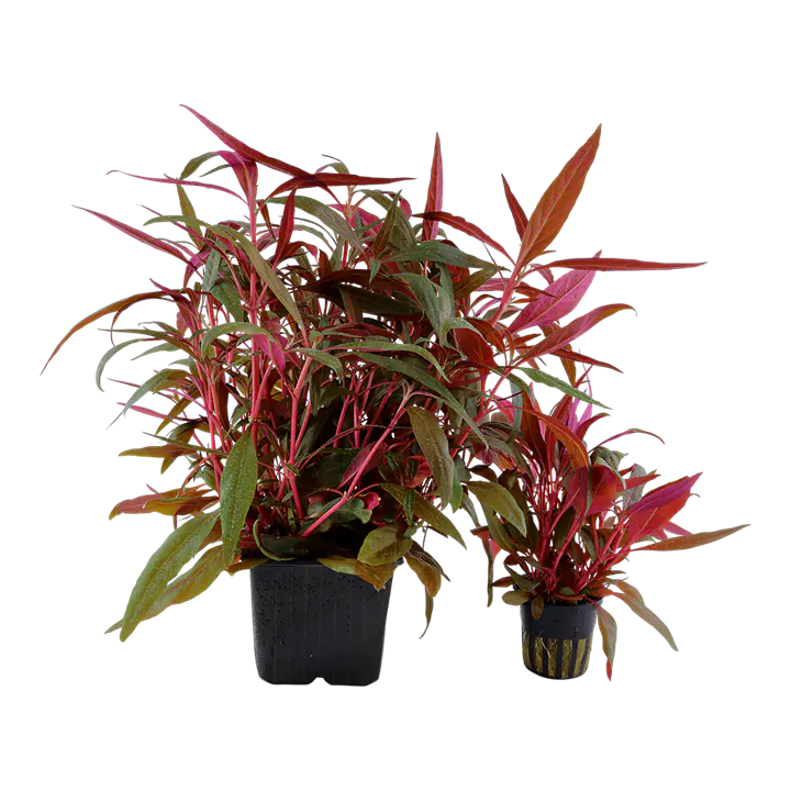 粉红血心兰细节图 2