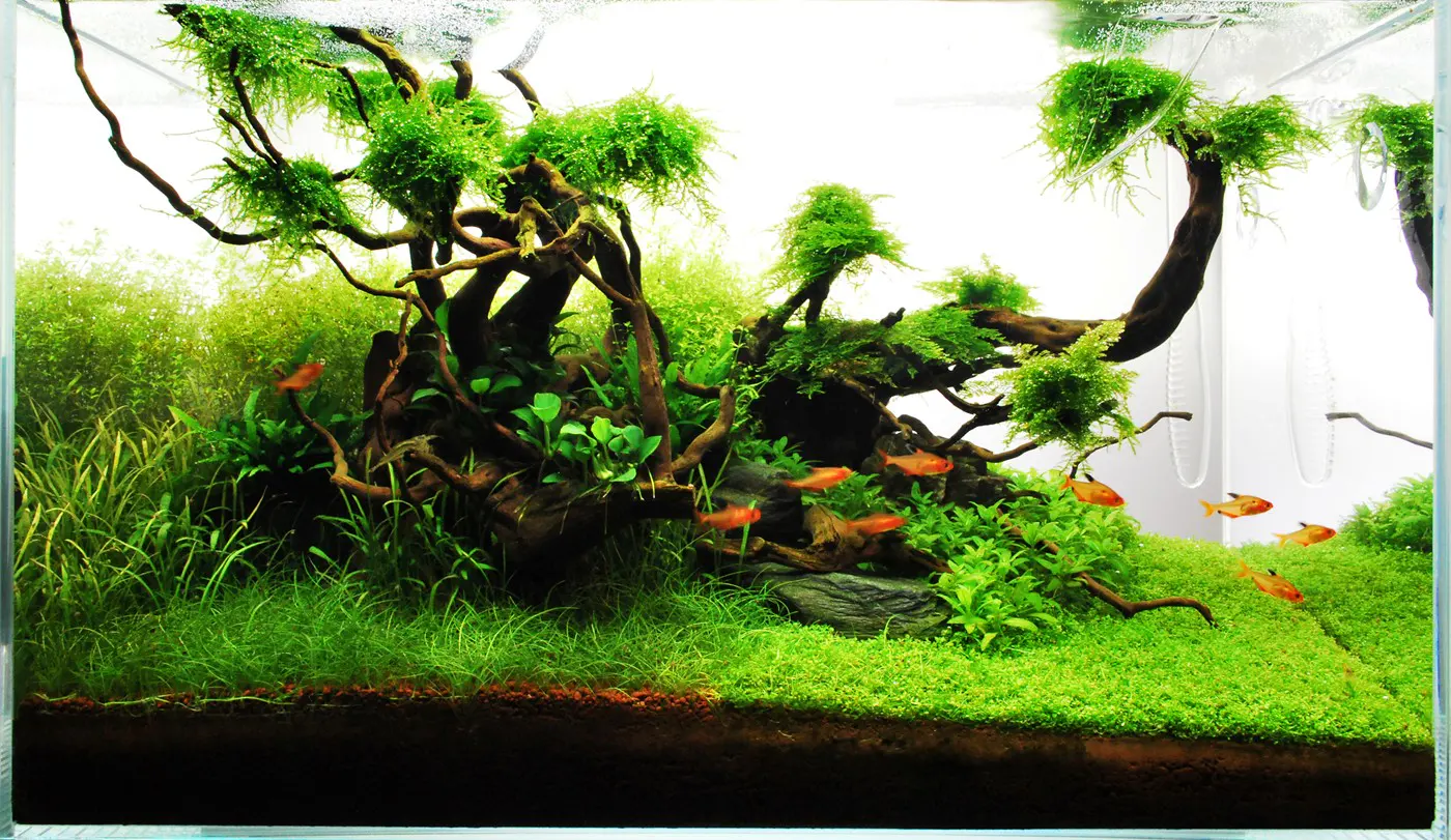 造景 71造景图片 8