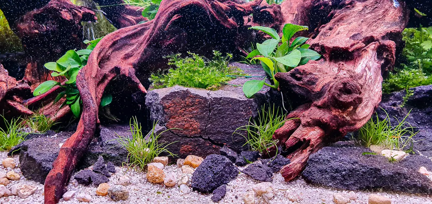 造景 125:Tropica 海滩造景图片 6