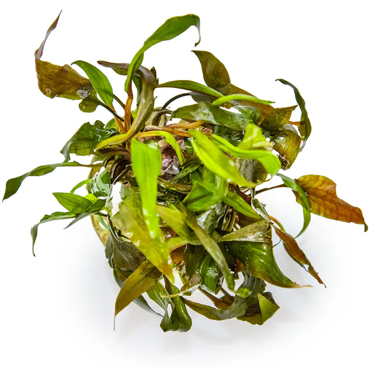宽叶波浪椒草细节图 3