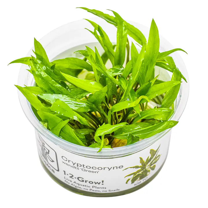 绿温蒂椒草细节图 1