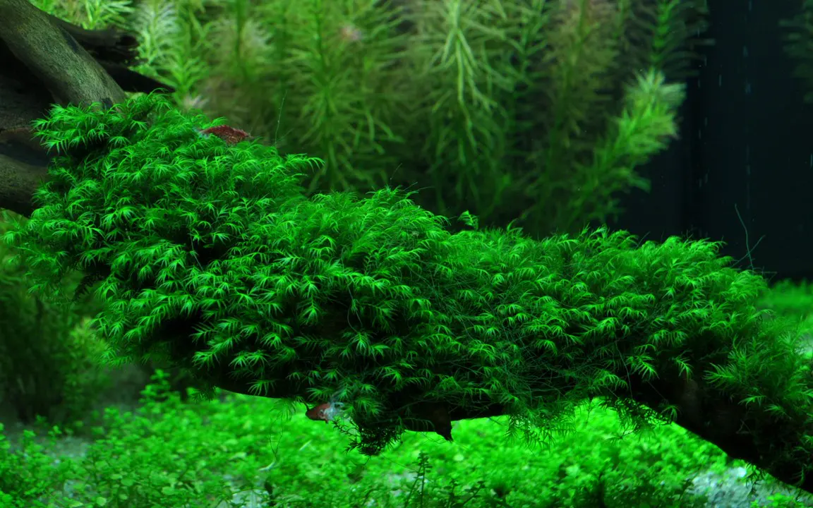 美国凤尾苔细节图 3