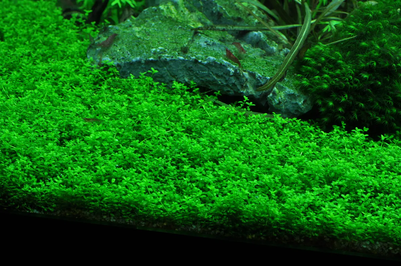 造景 41造景图片 5