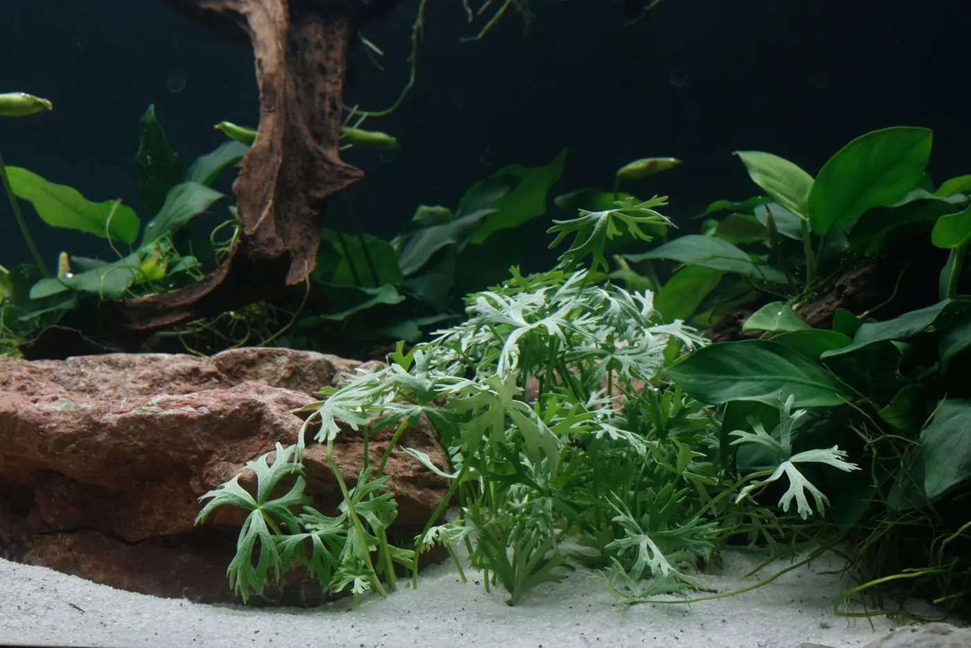 造景 27造景图片 8