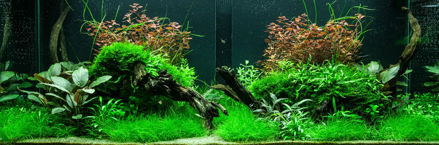 造景 95