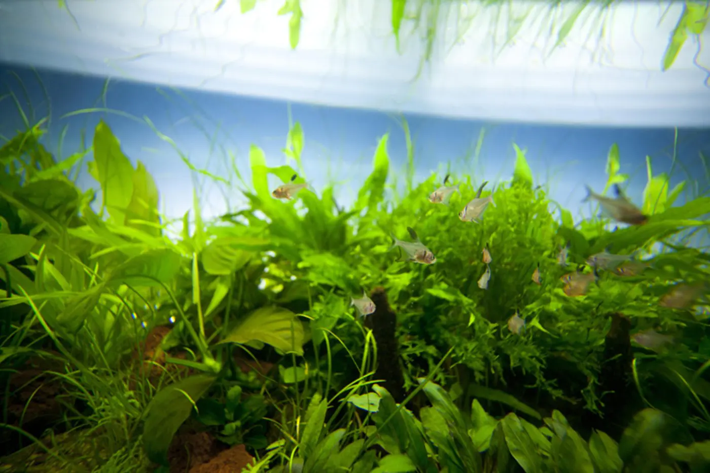 造景 46造景图片 3