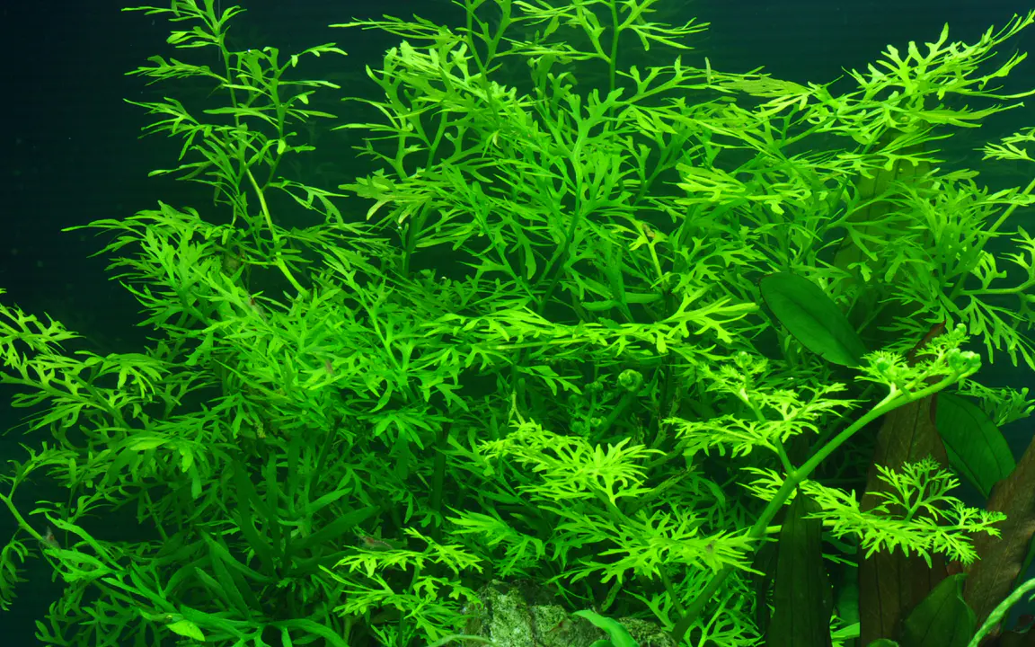 水蕨细节图 3