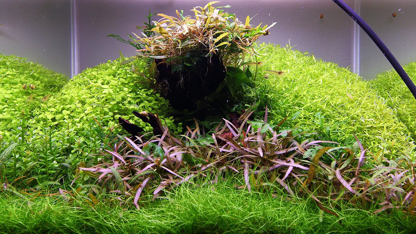 造景 112