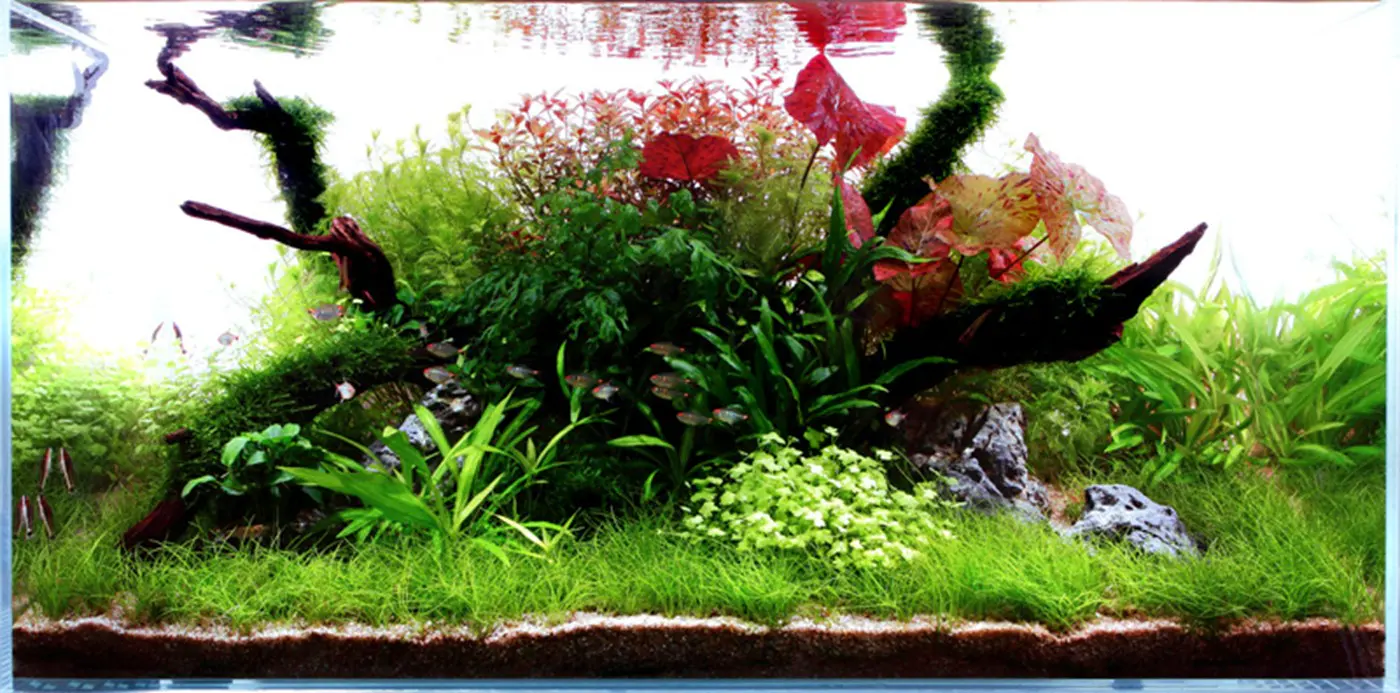 造景 45造景图片 3