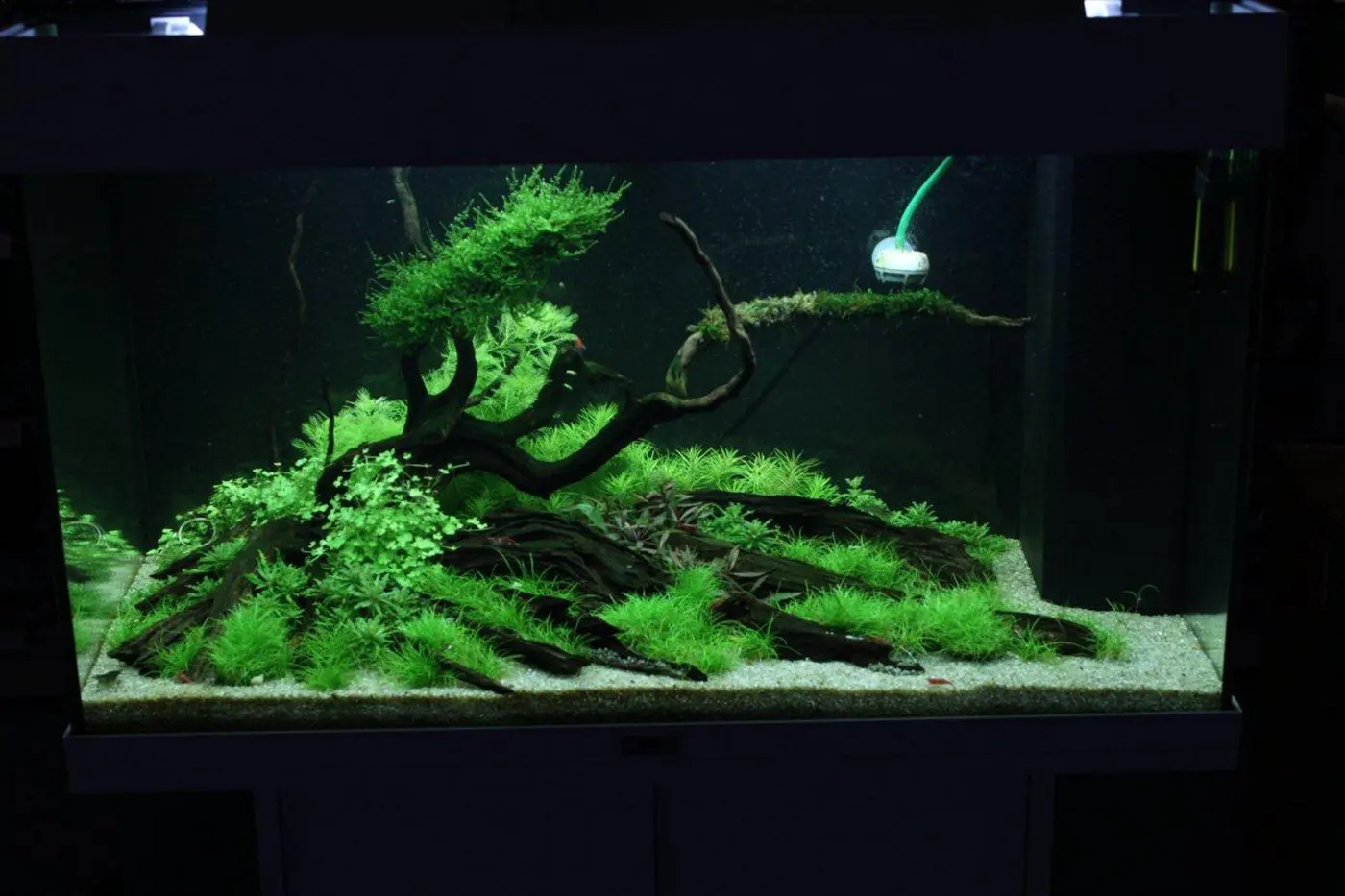 造景 69造景图片 4