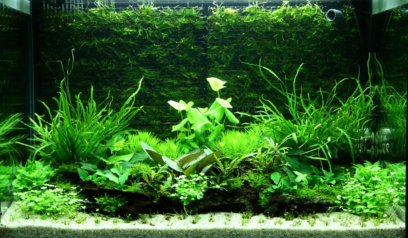 造景 98造景图片 2