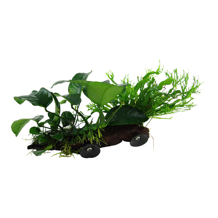 铁皇冠属水草细节图 2