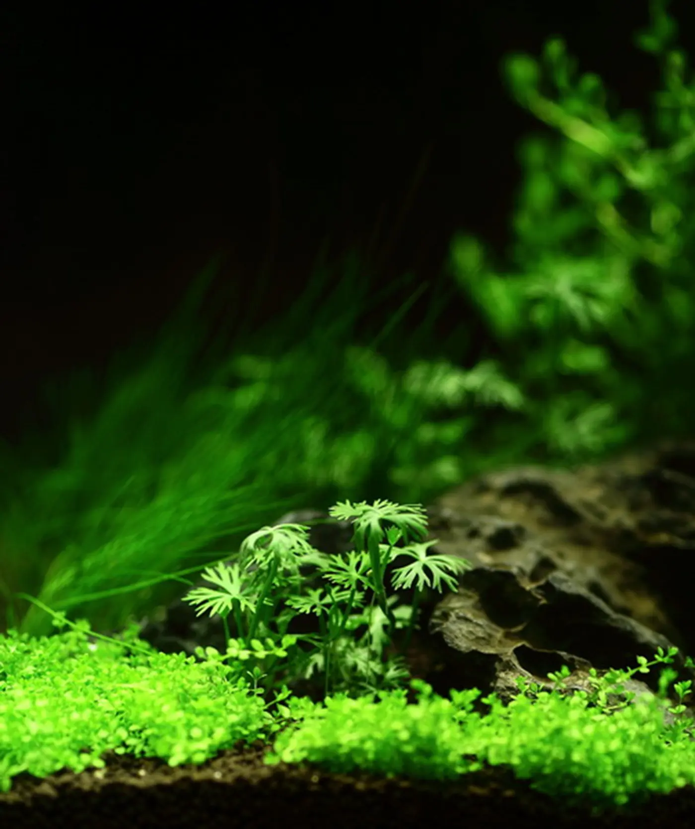 造景 26造景图片 4
