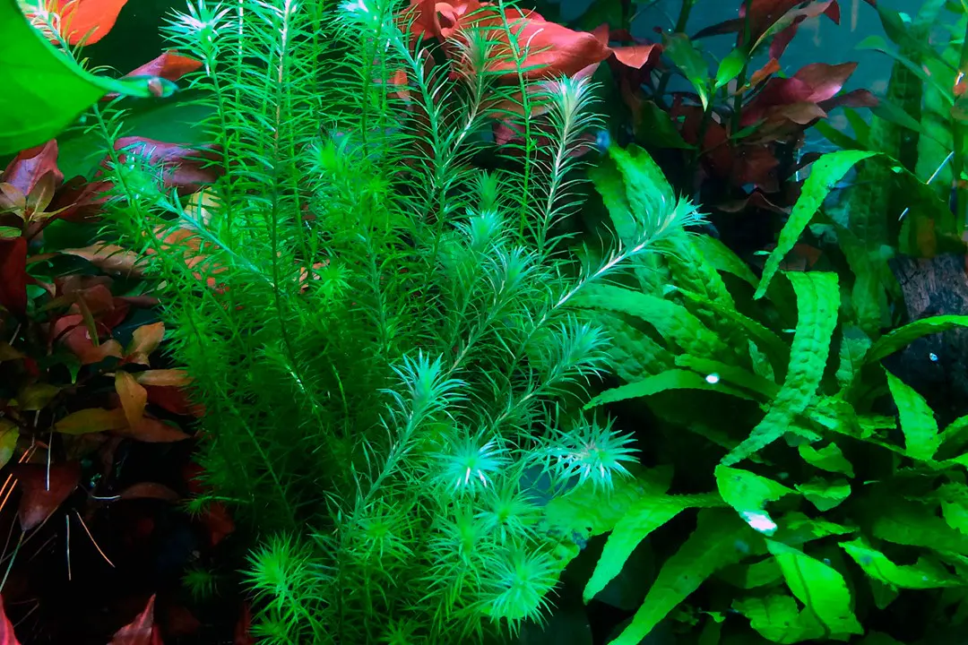 绿苔草细节图 3
