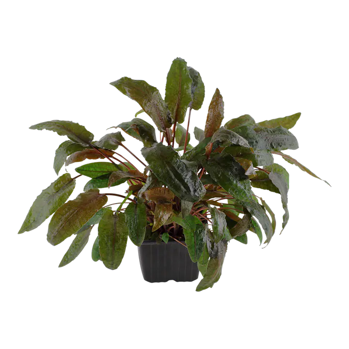 特罗皮卡温蒂椒草细节图 2