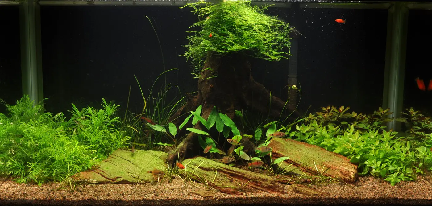 造景 17