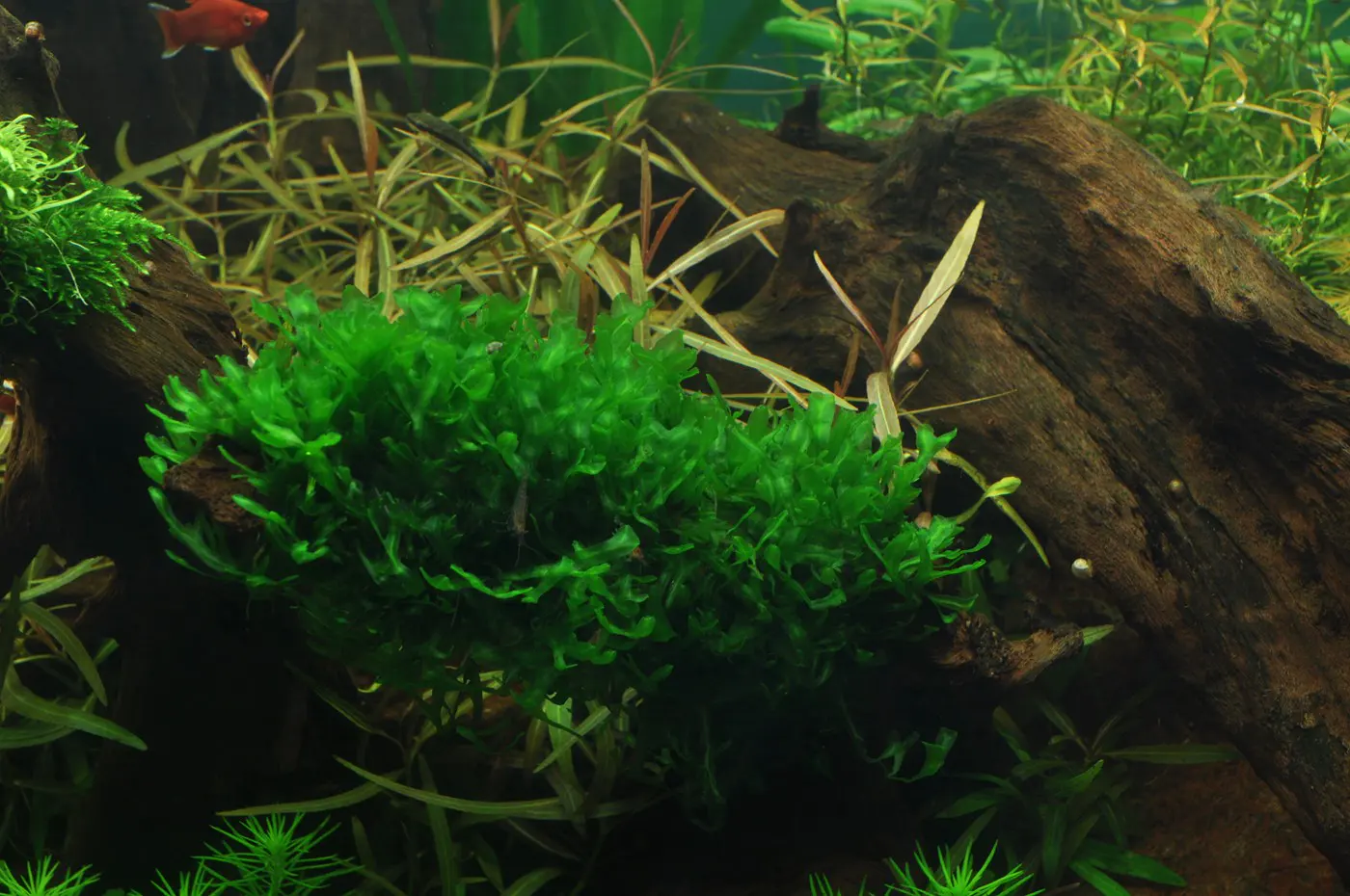 造景 38造景图片 7