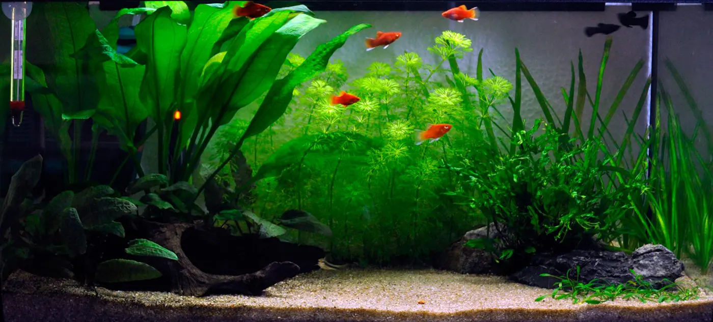 造景 1