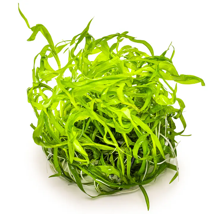 罗丝草细节图 3