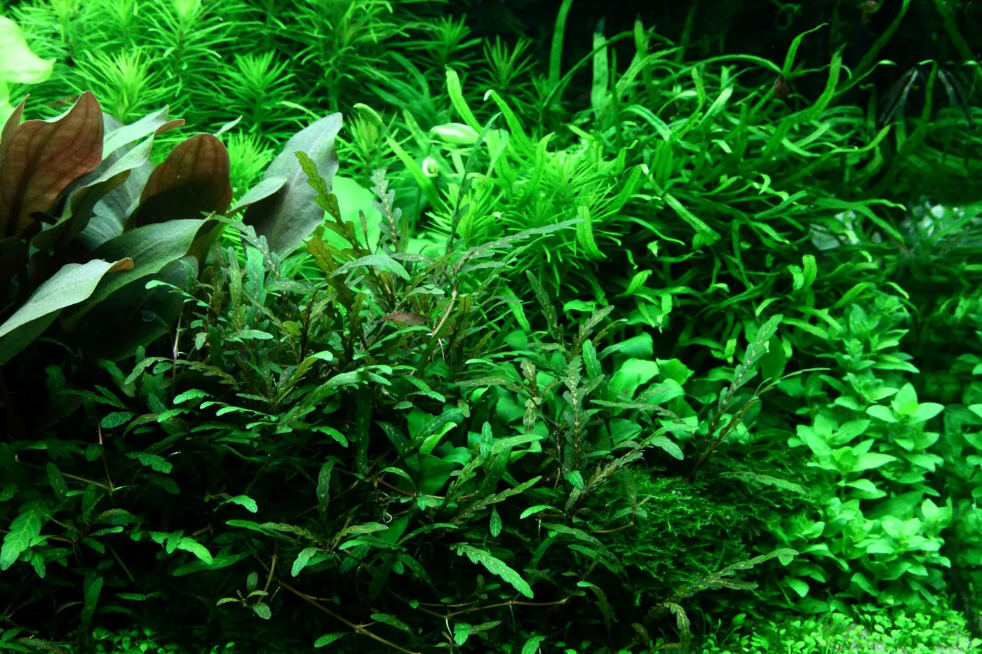 造景 98造景图片 8