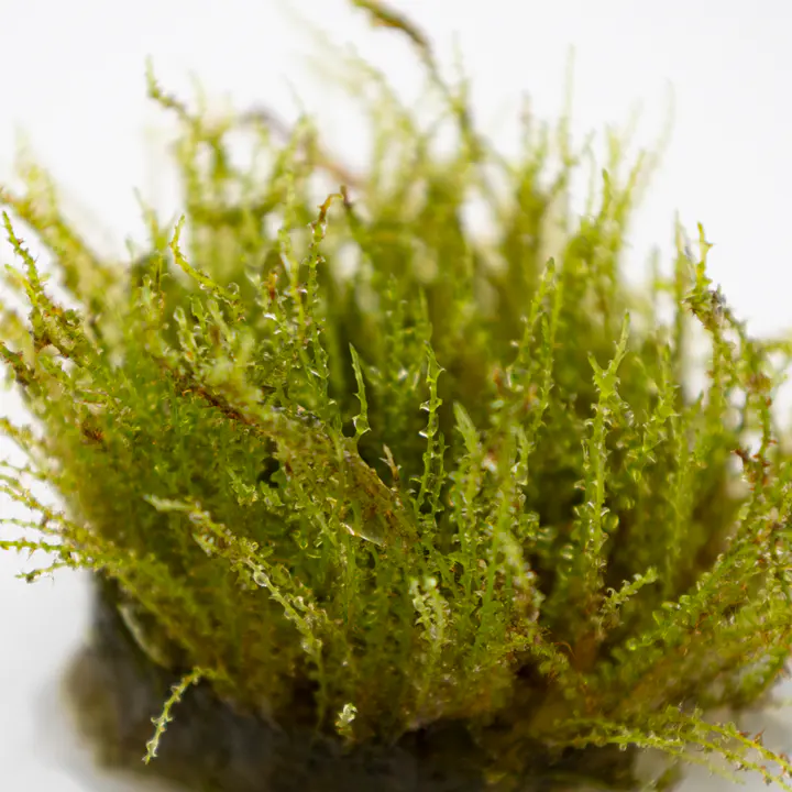 百里香莫丝细节图 4