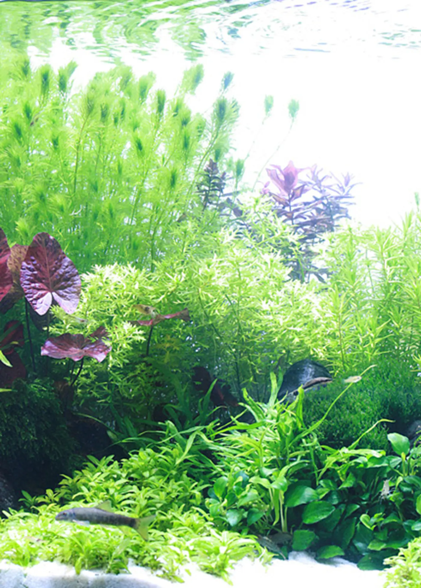 造景 84造景图片 13
