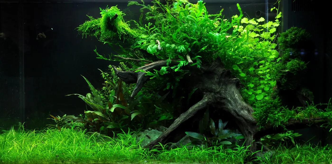 造景 34