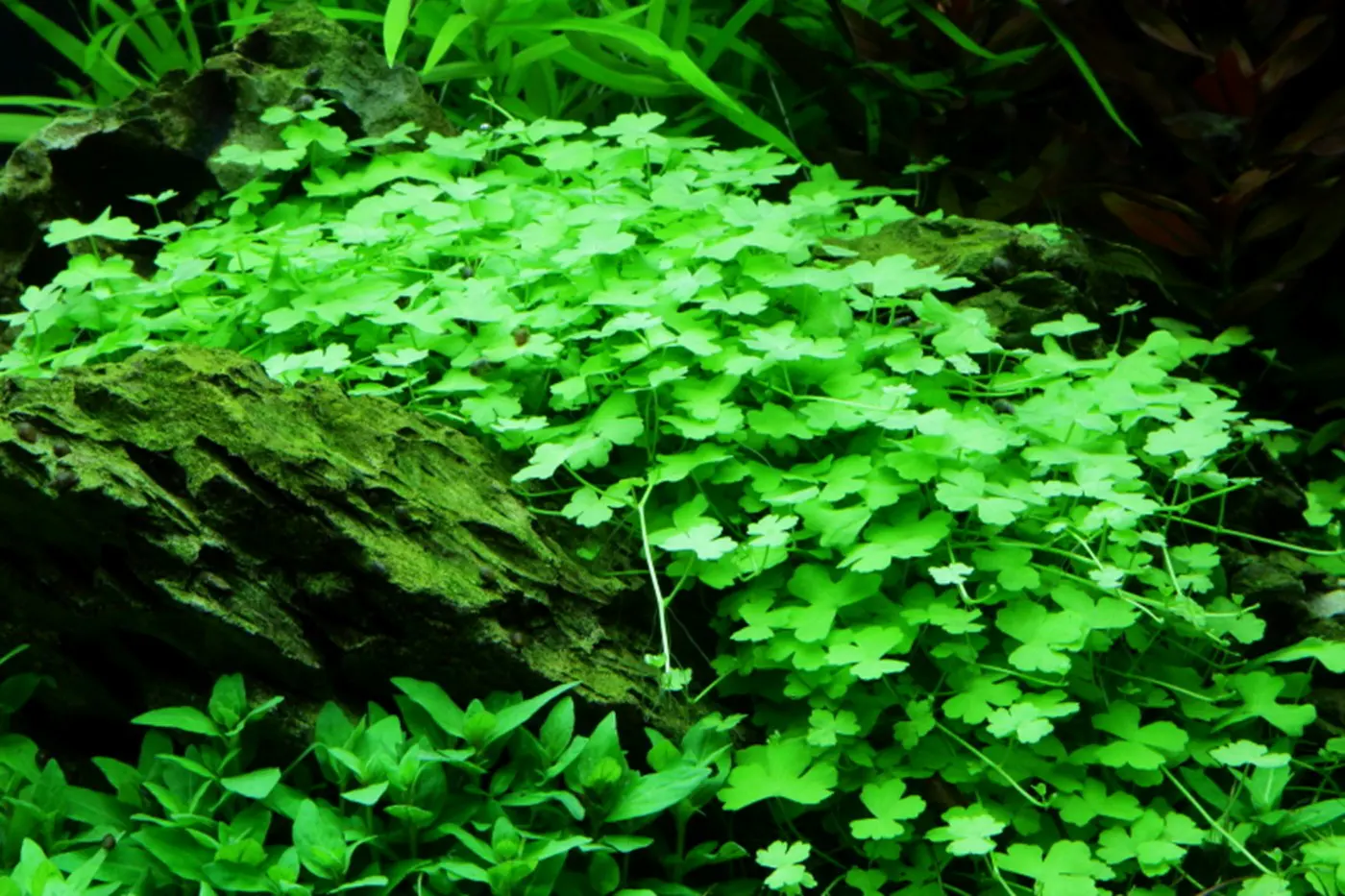 造景 50造景图片 14