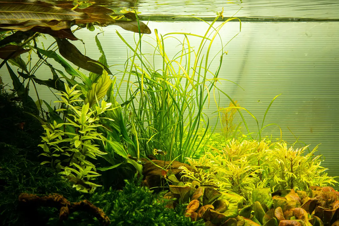 针叶水兰细节图 4