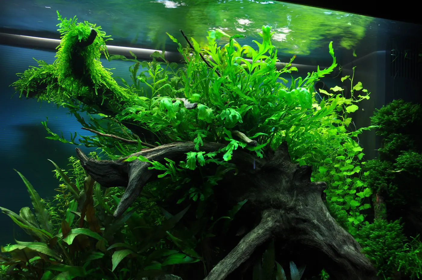 造景 34造景图片 5